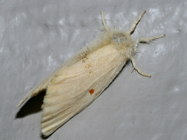 /filer/webapps/moths/media/images/S/straminicolor_Euproctis_A_Roland.jpg