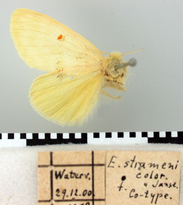 /filer/webapps/moths/media/images/S/straminicolor_Euproctis_PT_TMSA.jpg
