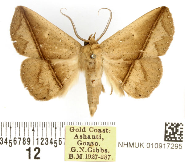 /filer/webapps/moths/media/images/S/straminilinea_Ugia_AM_BMNH.jpg