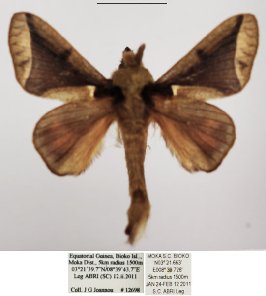 /filer/webapps/moths/media/images/S/strandi_Stoermeriana_AM_TMSA.jpg