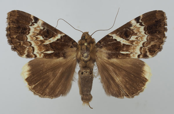 /filer/webapps/moths/media/images/S/strandi_Tolna_AM_Basquin.jpg