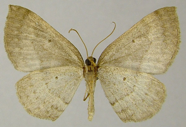 /filer/webapps/moths/media/images/S/strangulata_Asthenotricha_AF_ZSMb.jpg