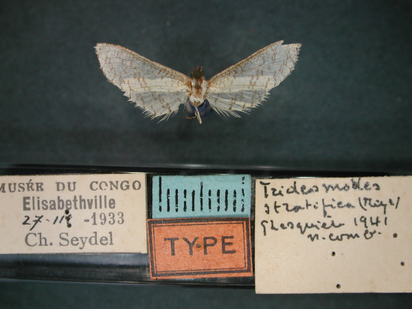 /filer/webapps/moths/media/images/S/stratifica_Pyralidoxa_HT_RMCA_01.jpg