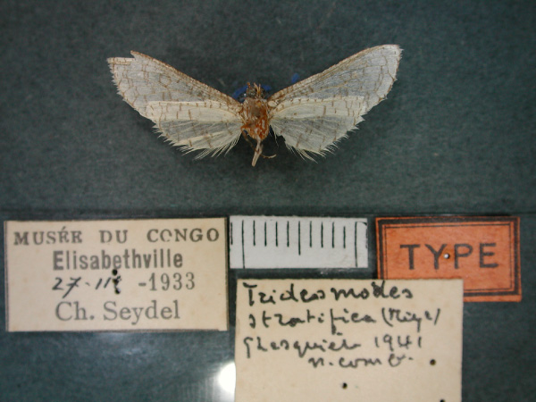 /filer/webapps/moths/media/images/S/stratifica_Pyralidoxa_HT_RMCA_02.jpg
