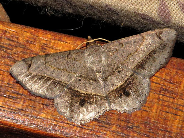/filer/webapps/moths/media/images/S/streniata_Chiasmia_A_Braun.jpg