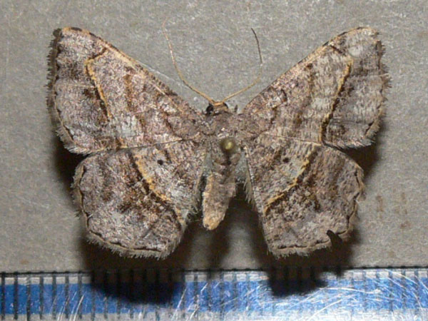 /filer/webapps/moths/media/images/S/streniata_Chiasmia_A_Goff.jpg