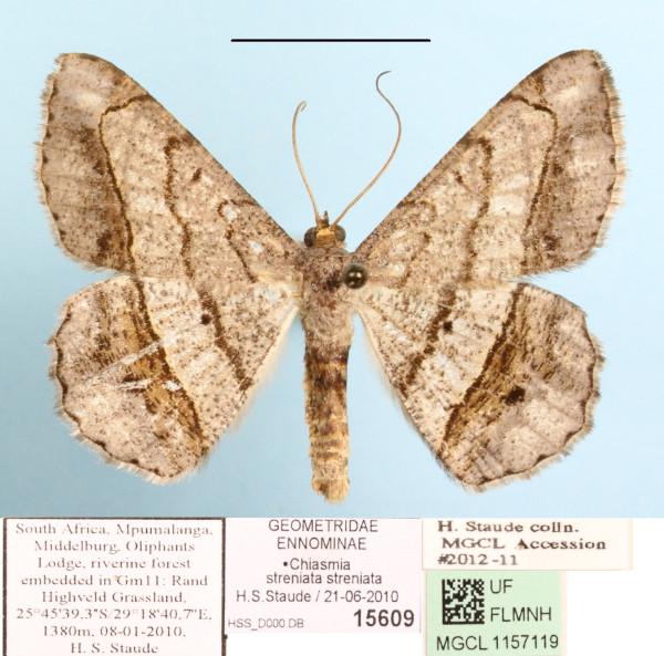 /filer/webapps/moths/media/images/S/streniata_Chiasmia_A_MGCLa_01.JPG