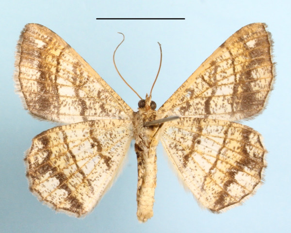 /filer/webapps/moths/media/images/S/streniata_Chiasmia_A_MGCLb_01.JPG