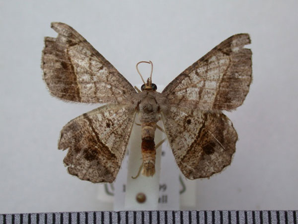 /filer/webapps/moths/media/images/S/streniata_Chiasmia_A_Revell.jpg