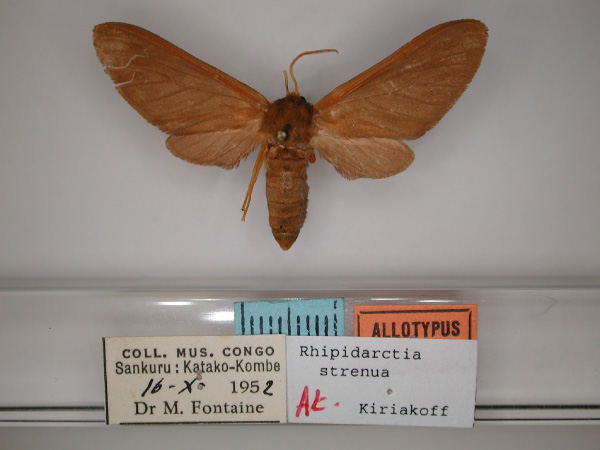 /filer/webapps/moths/media/images/S/strenua_Rhipidarctia_AT_RMCA_01.jpg