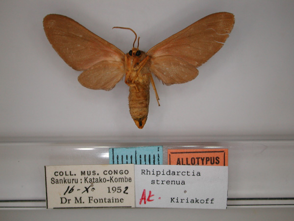 /filer/webapps/moths/media/images/S/strenua_Rhipidarctia_AT_RMCA_02.jpg