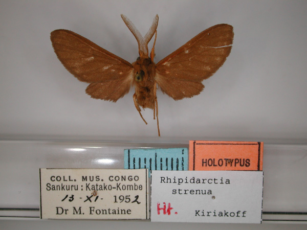 /filer/webapps/moths/media/images/S/strenua_Rhipidarctia_HT_RMCA_01.jpg