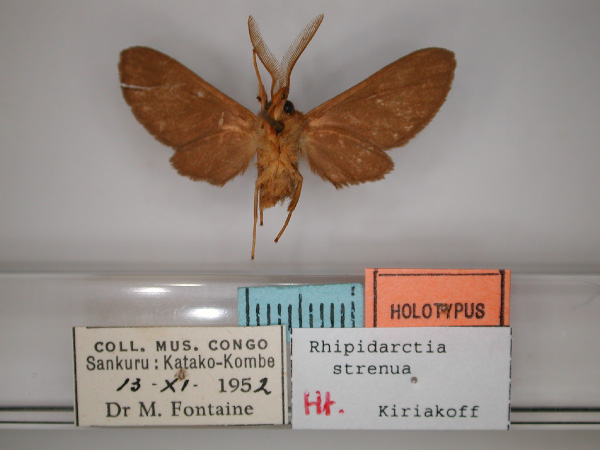 /filer/webapps/moths/media/images/S/strenua_Rhipidarctia_HT_RMCA_02.jpg