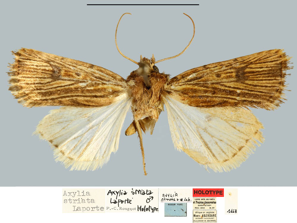 /filer/webapps/moths/media/images/S/striata_Axylia_HT_MNHN.jpg