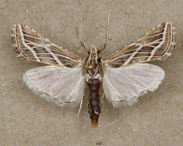 /filer/webapps/moths/media/images/S/striata_Grammiphlebia_A_Butler.jpg