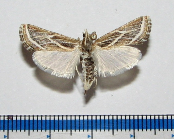 /filer/webapps/moths/media/images/S/striata_Grammiphlebia_A_Goffa_01.jpg