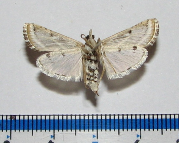 /filer/webapps/moths/media/images/S/striata_Grammiphlebia_A_Goffb_01.jpg