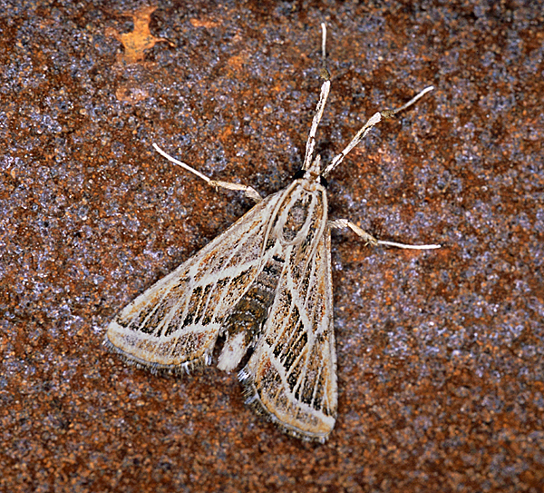 /filer/webapps/moths/media/images/S/striata_Grammiphlebia_A_Roland_04.jpg