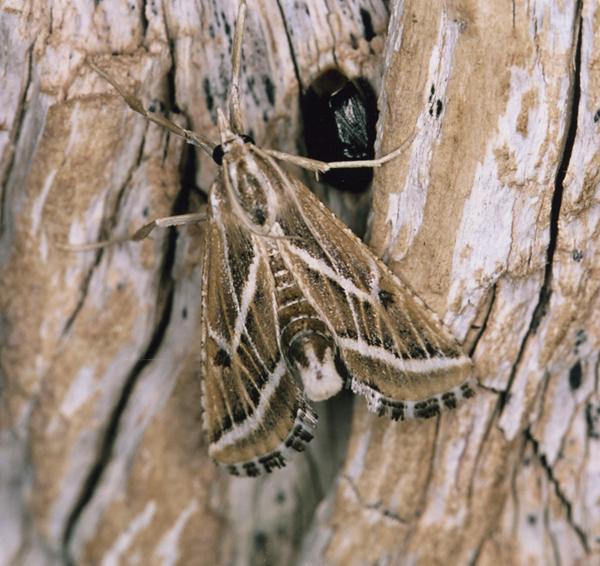 /filer/webapps/moths/media/images/S/striata_Grammiphlebia_A_Roland_09.jpg