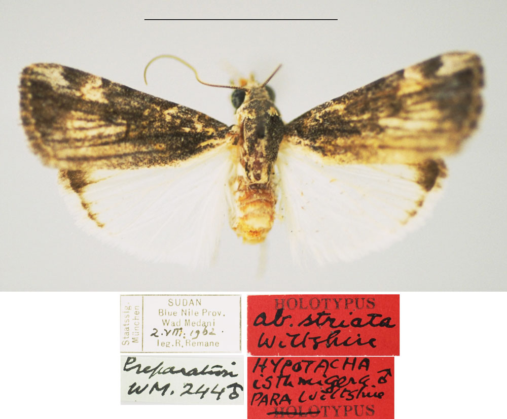 /filer/webapps/moths/media/images/S/striata_Hypotacha_HT_ZSM.jpg