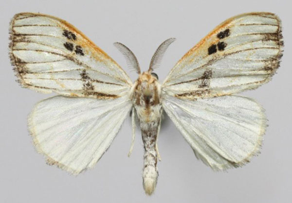 /filer/webapps/moths/media/images/S/striata_Jacksoniana_AM_Golovizina.jpg