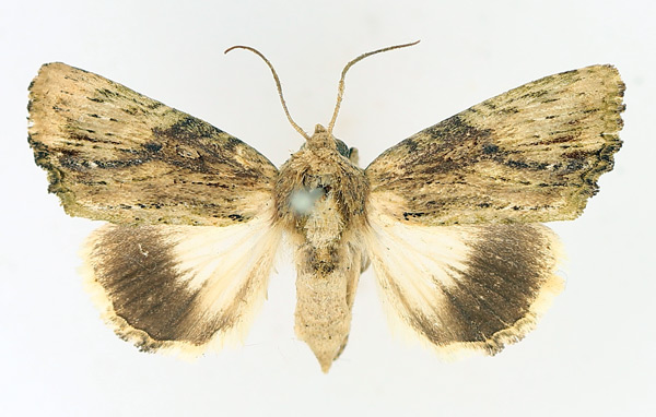 /filer/webapps/moths/media/images/S/striata_Metoponrhis_AF_TMSA_01.jpg