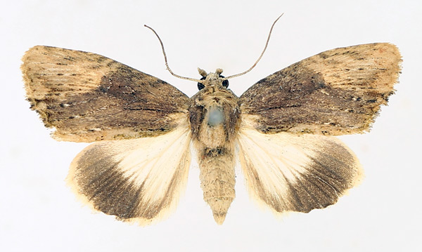 /filer/webapps/moths/media/images/S/striata_Metoponrhis_AF_TMSA_02.jpg
