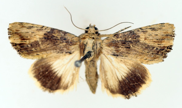 /filer/webapps/moths/media/images/S/striata_Metoponrhis_AM_TMSA_01.jpg