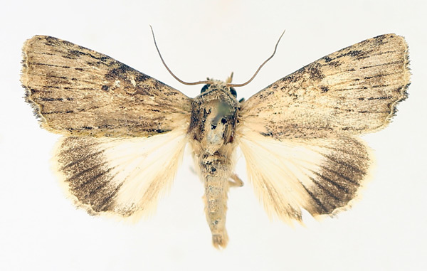 /filer/webapps/moths/media/images/S/striata_Metoponrhis_AM_TMSA_02.jpg