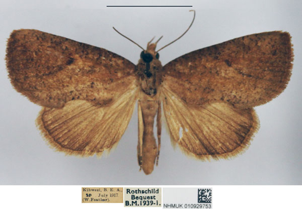 /filer/webapps/moths/media/images/S/striata_Odontestis_AF_NHMUK.jpg