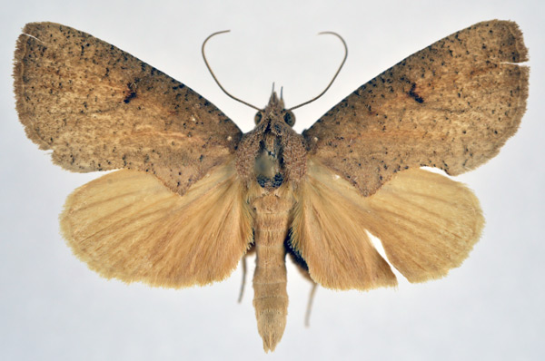 /filer/webapps/moths/media/images/S/striata_Odontestis_AM_NHMO.jpg
