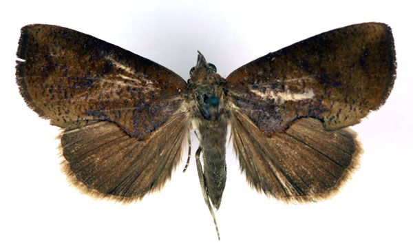 /filer/webapps/moths/media/images/S/striata_Odontestis_A_RMCA.jpg