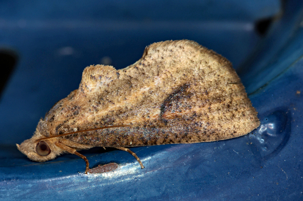 /filer/webapps/moths/media/images/S/striata_Odontestis_A_Roland_01.jpg