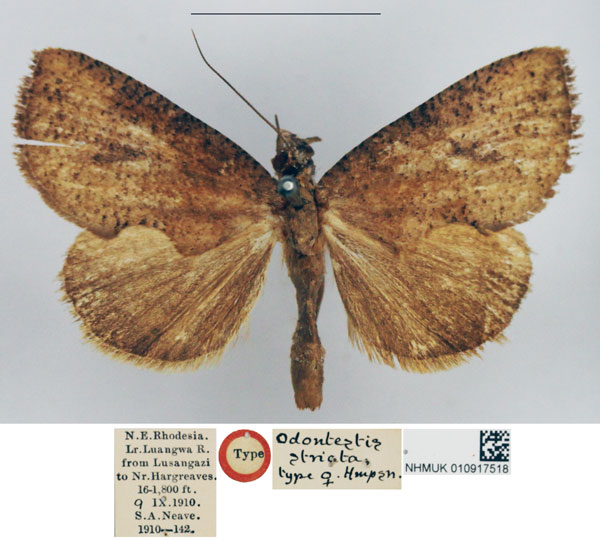 /filer/webapps/moths/media/images/S/striata_Odontestis_HT_NHMUK.jpg