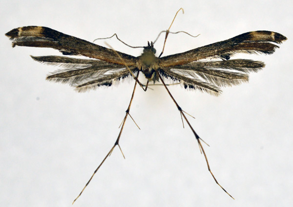 /filer/webapps/moths/media/images/S/strictiformis_Inferuncus_A_NHMO.jpg