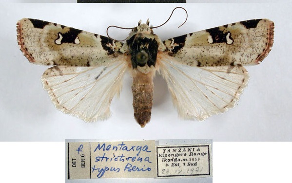 /filer/webapps/moths/media/images/S/strictirena_Mentaxya_AT_MSNM.jpg