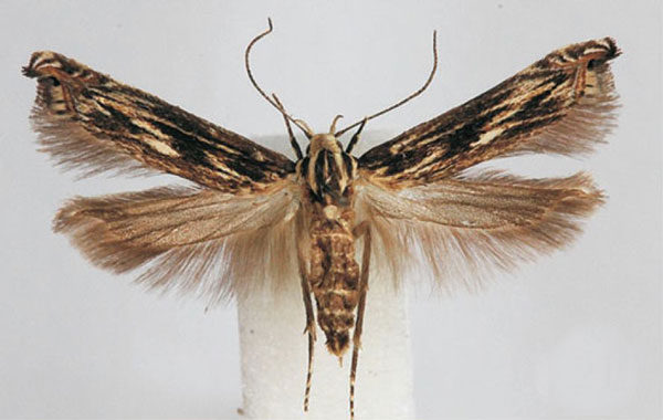 /filer/webapps/moths/media/images/S/striella_Polyhymno_PTM_BMNH.jpg