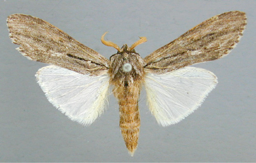 /filer/webapps/moths/media/images/S/strigata_Bilulua_A_RMCA.jpg