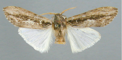 /filer/webapps/moths/media/images/S/strigata_Bilulua_HT_RMCA.jpg