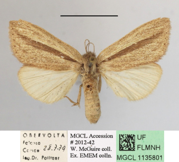 /filer/webapps/moths/media/images/S/strigata_Bisolita_AF_MGCLa_03.JPG