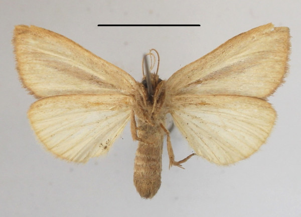 /filer/webapps/moths/media/images/S/strigata_Bisolita_AF_MGCLb_03.JPG