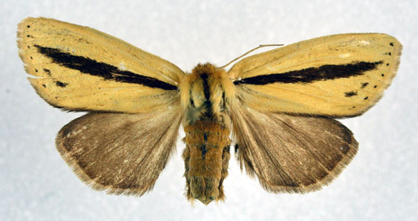/filer/webapps/moths/media/images/S/strigata_Bisolita_AF_NHMO.jpg
