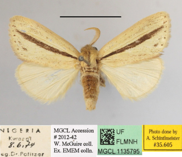 /filer/webapps/moths/media/images/S/strigata_Bisolita_AM_MGCLa_01.JPG