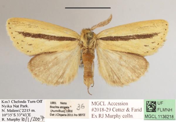 /filer/webapps/moths/media/images/S/strigata_Bisolita_AM_MGCLa_02.JPG