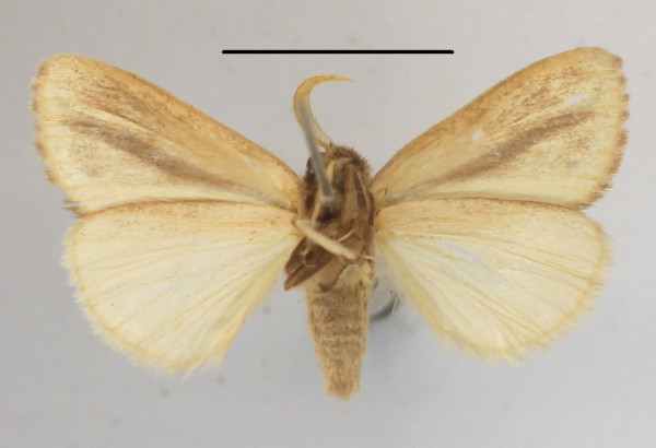 /filer/webapps/moths/media/images/S/strigata_Bisolita_AM_MGCLb_01.JPG