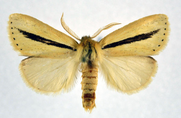 /filer/webapps/moths/media/images/S/strigata_Bisolita_AM_NHMO.jpg