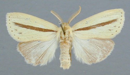 /filer/webapps/moths/media/images/S/strigata_Bisolita_A_RMCA_01.jpg