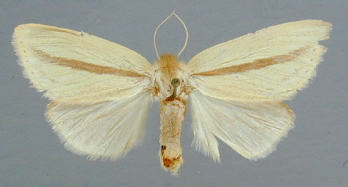 /filer/webapps/moths/media/images/S/strigata_Bisolita_A_RMCA_02.jpg