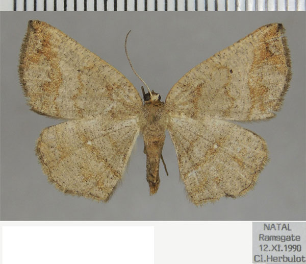/filer/webapps/moths/media/images/S/strigata_Cabera_AF_ZSM.jpg