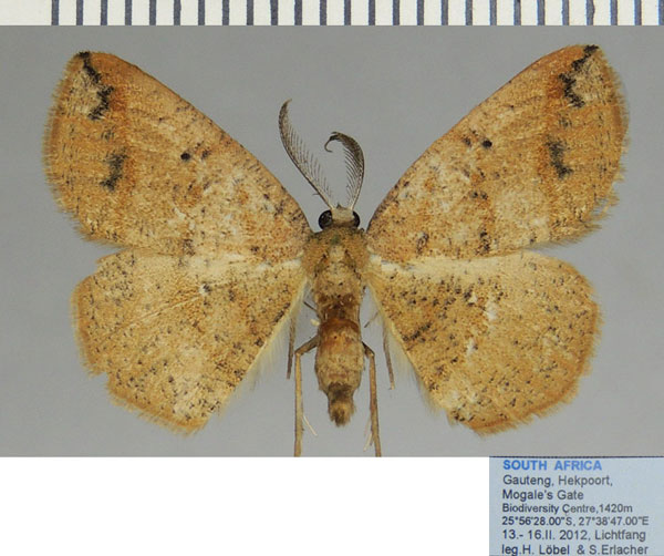 /filer/webapps/moths/media/images/S/strigata_Cabera_AM_ZSM_01.jpg